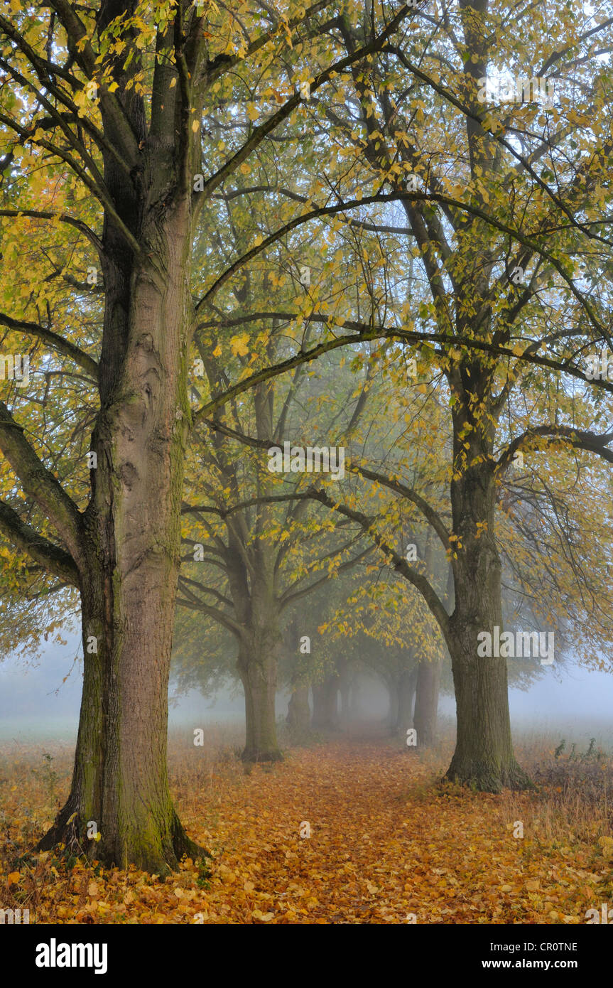 Tilleul à grandes feuilles (Tilia platyphyllos) à l'automne Banque D'Images