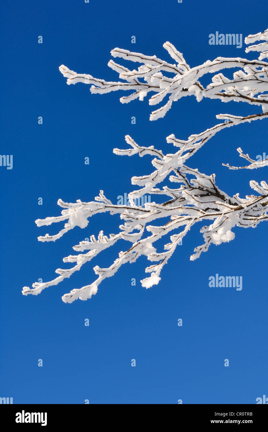 Branches d'un hêtre (Fagus) avec le gel et la neige, Forêt-Noire, Bade-Wurtemberg, Allemagne, Europe Banque D'Images