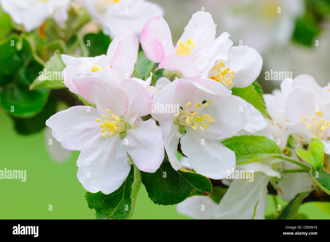 Apple Blossoms Banque D'Images