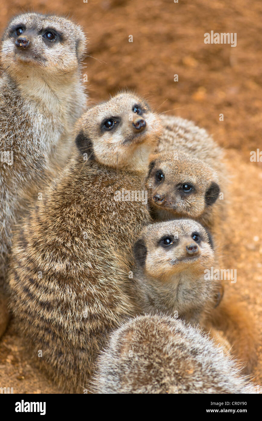 Suricate Funny Banque D Image Et Photos Alamy