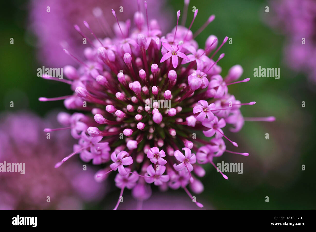 Phuopsis stylosa caduques en coussinet vivaces Banque D'Images