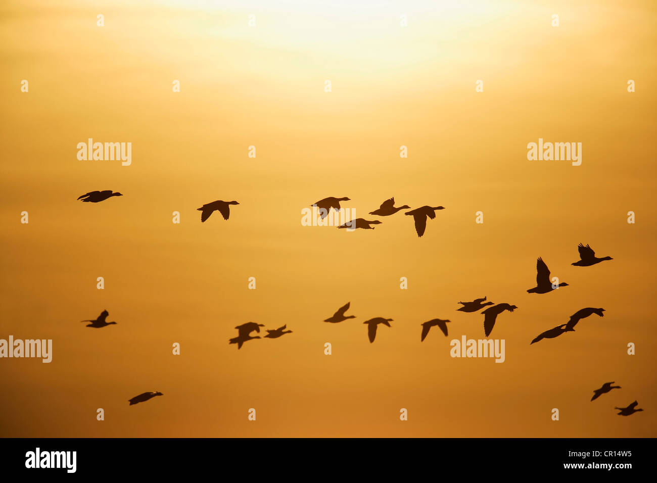 Oie rieuse (Anser albifrons), en vol contre le coucher du soleil, Bislicher Insel réserve naturelle, Wesel Banque D'Images