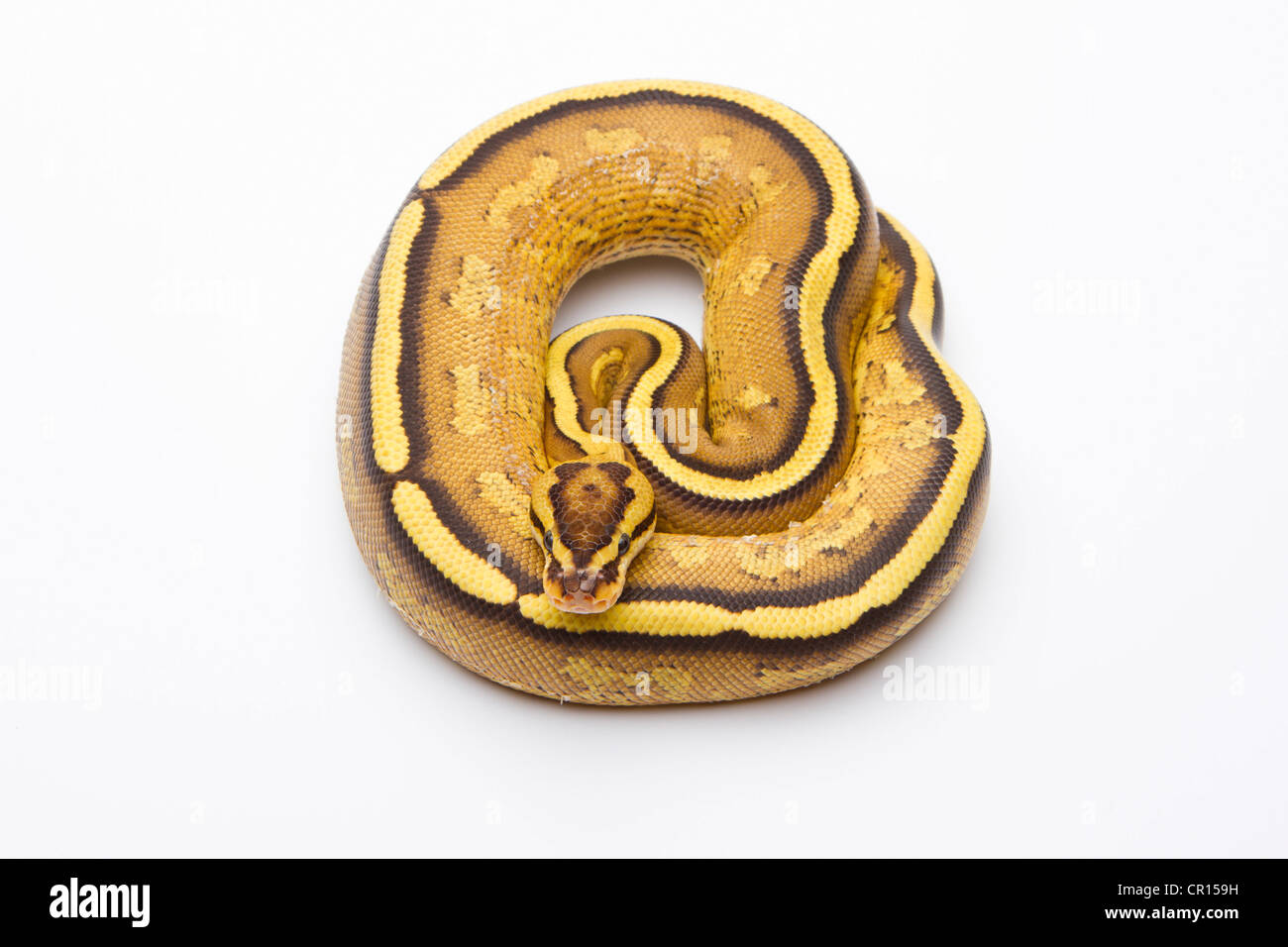 Python royal (Python regius), Superstripe, homme, Markus Theimer reptile reproduction, Autriche Banque D'Images