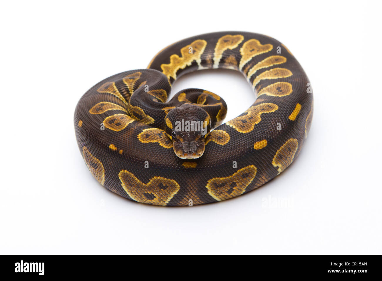 Python royal (Python regius), Tête noire, femme, Markus Theimer reptile reproduction, Autriche Banque D'Images