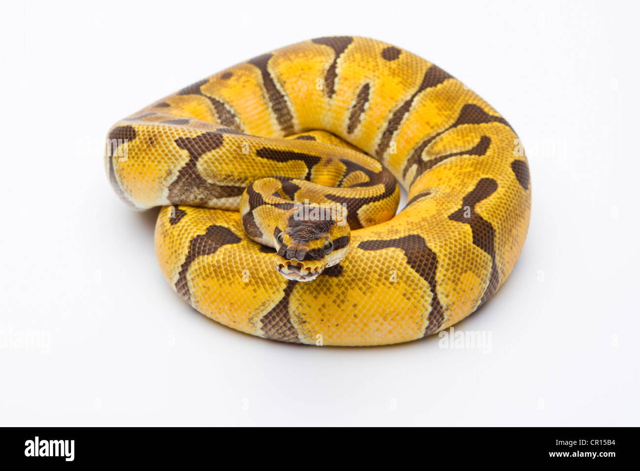 Python royal (Python regius), Super Enchi, femme, Markus Theimer reptile reproduction, Autriche Banque D'Images