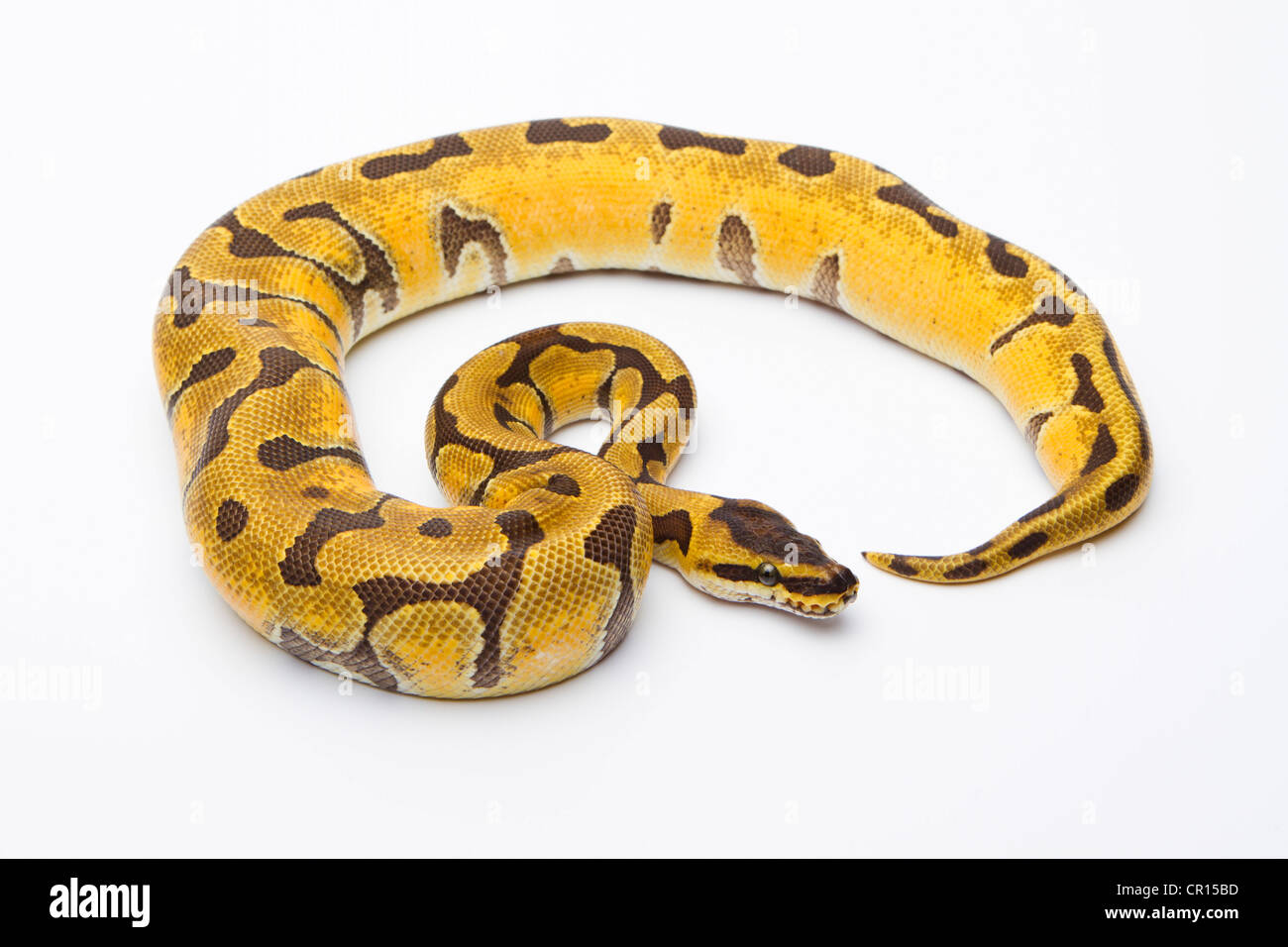 Python royal (Python regius), Super Enchi, femme, Markus Theimer reptile reproduction, Autriche Banque D'Images