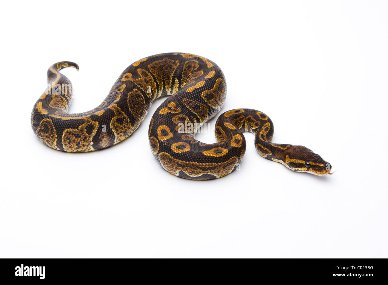 Python royal (Python regius), Super Granit, homme, Markus Theimer reptile reproduction, Autriche Banque D'Images