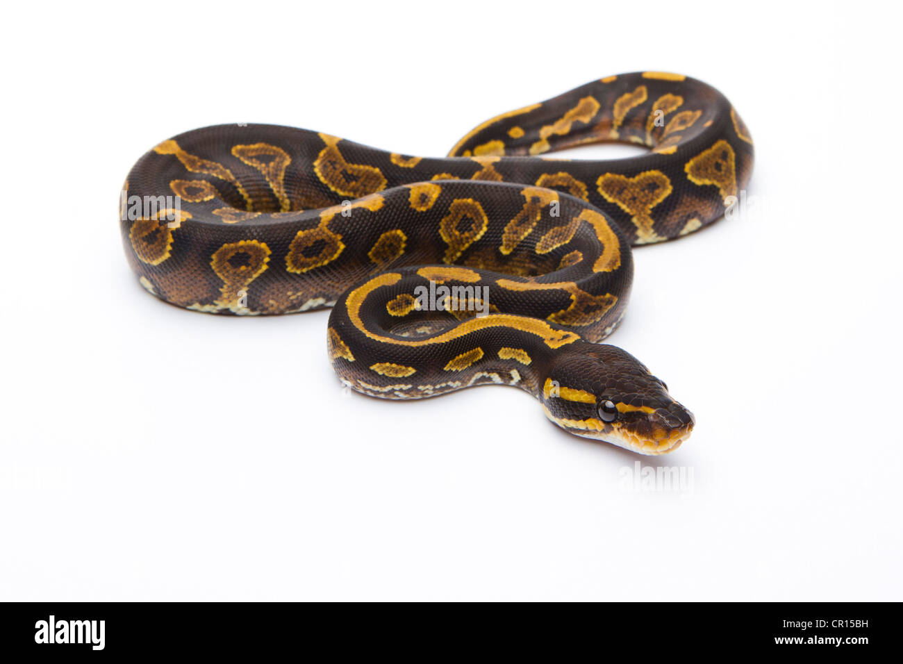 Python royal (Python regius), son ventre jaune tête noire, femme, Markus Theimer reptile reproduction, Autriche Banque D'Images