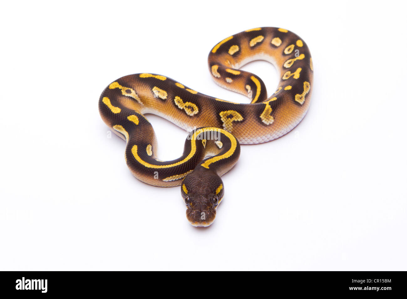Python royal (Python regius), Mojave Black Head, homme, Markus Theimer reptile reproduction, Autriche Banque D'Images