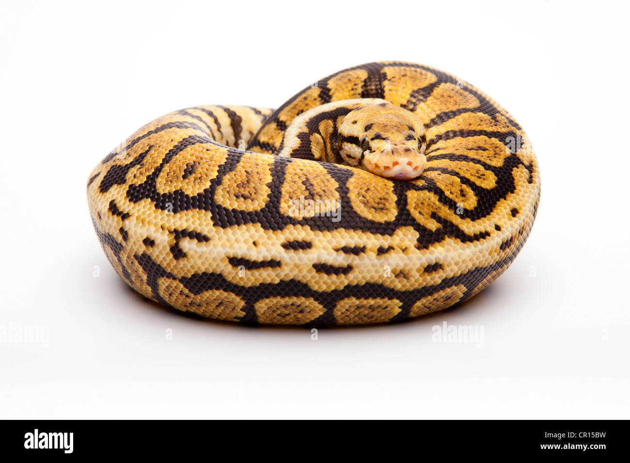 Python royal (Python regius), Powerball, homme, éleveur de reptiles Willi Obermayer, Autriche Banque D'Images