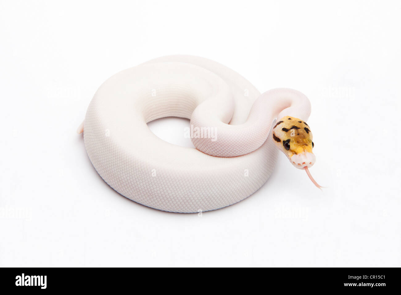 Bumble Bee Piebald Ball Python or Royal Python (Python regius), female Banque D'Images