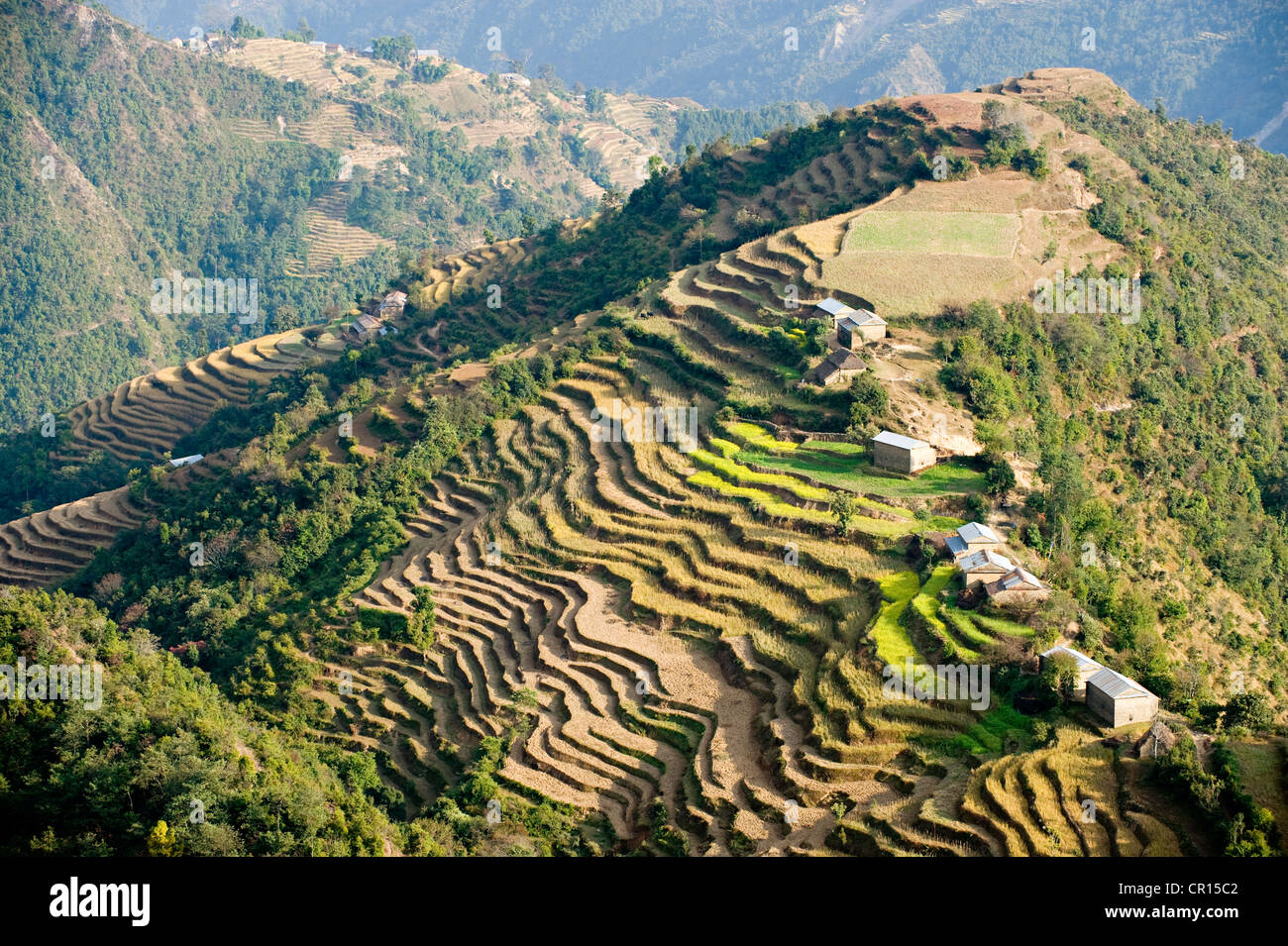 Le Népal, grande chaîne de l'Himalaya, Région de l'Helambu, Zone Bagmati, terrasse à proximité des cultures Chipling Banque D'Images