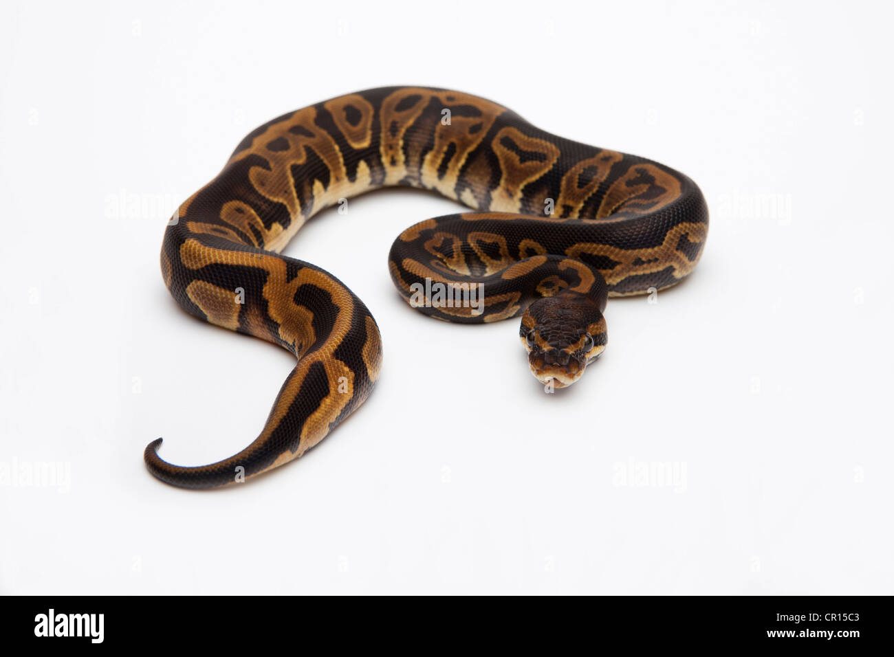 Leopard Ball Python or Royal Python (Python regius), female Banque D'Images
