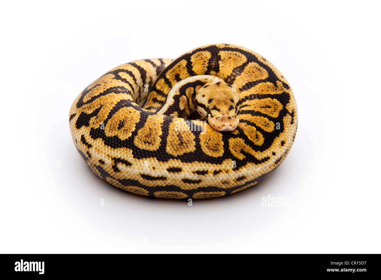 Powerball ou Python Python royal (Python regius), male Banque D'Images