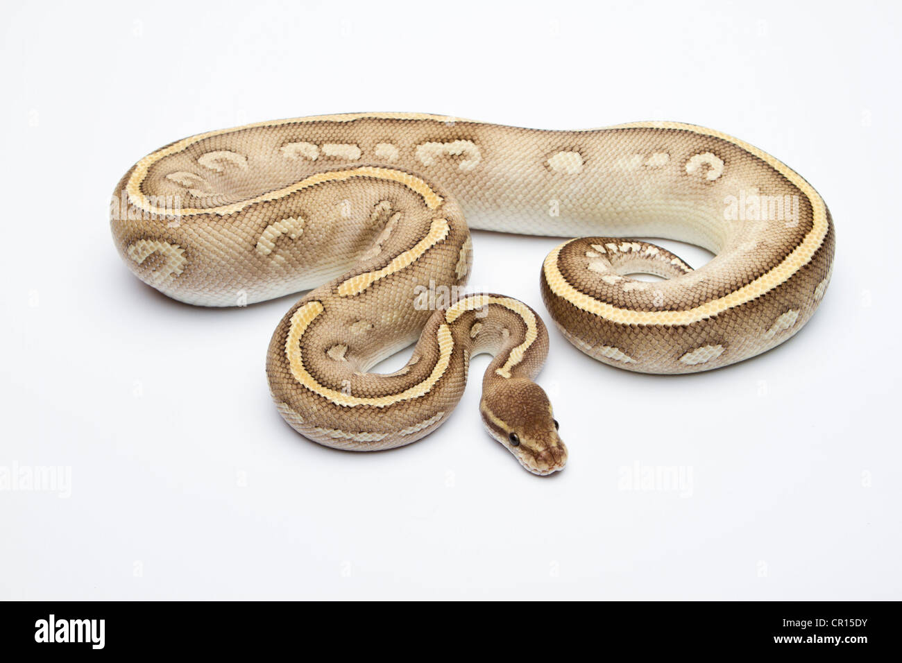Super Phantom Ball Python or Royal Python (Python regius), male Banque D'Images
