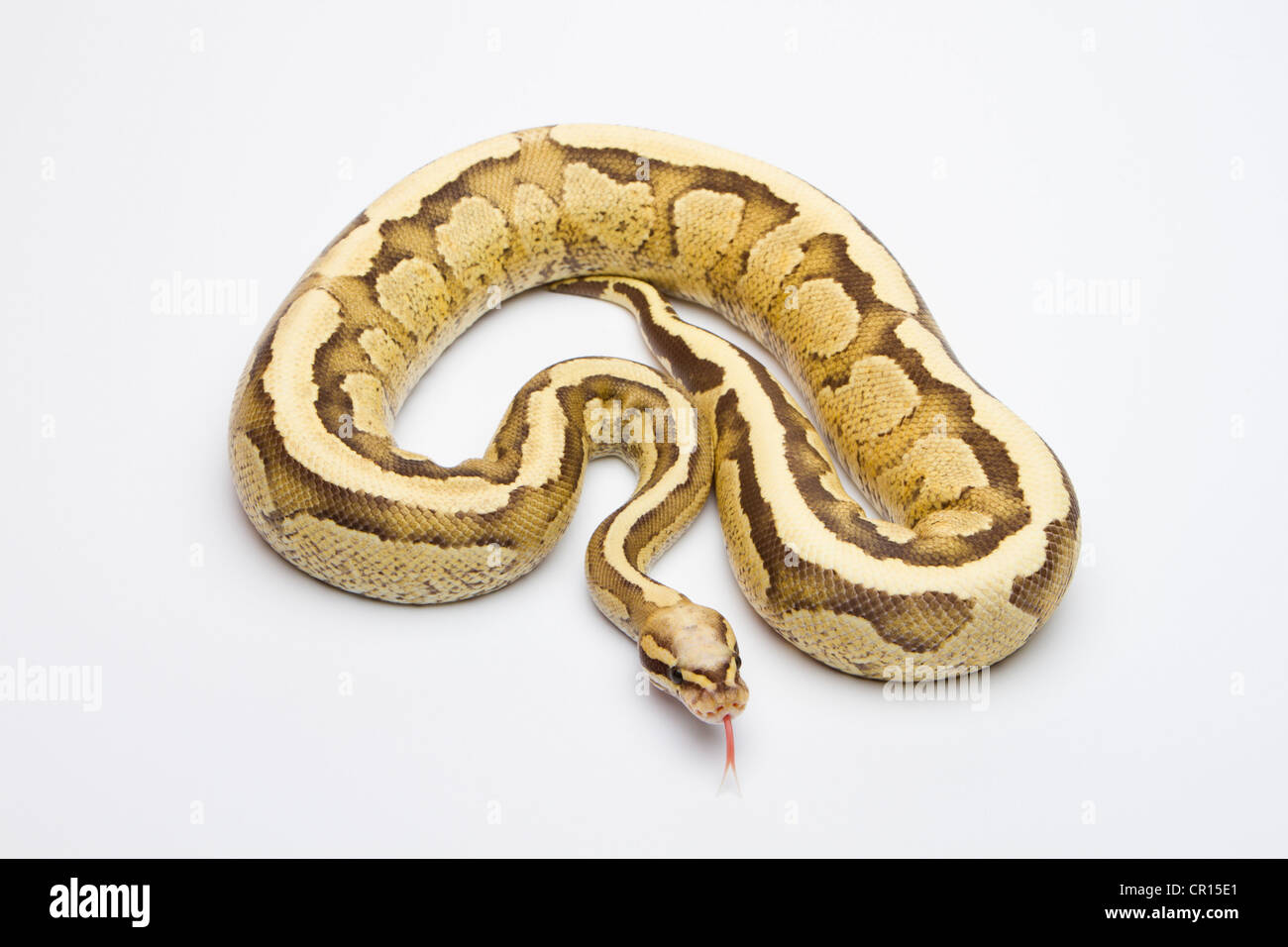 Crème vanille Ball Python or Royal Python (Python regius), male Banque D'Images