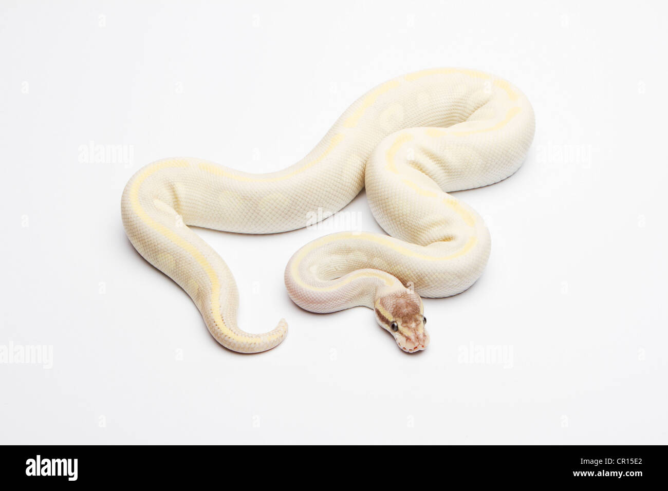 Opal Diamond Ball Python or Royal Python (Python regius), male Banque D'Images