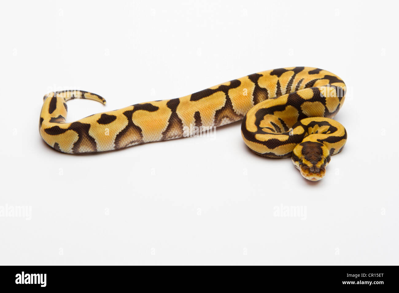Tiger Ball Python or Royal Python (Python regius), female Banque D'Images