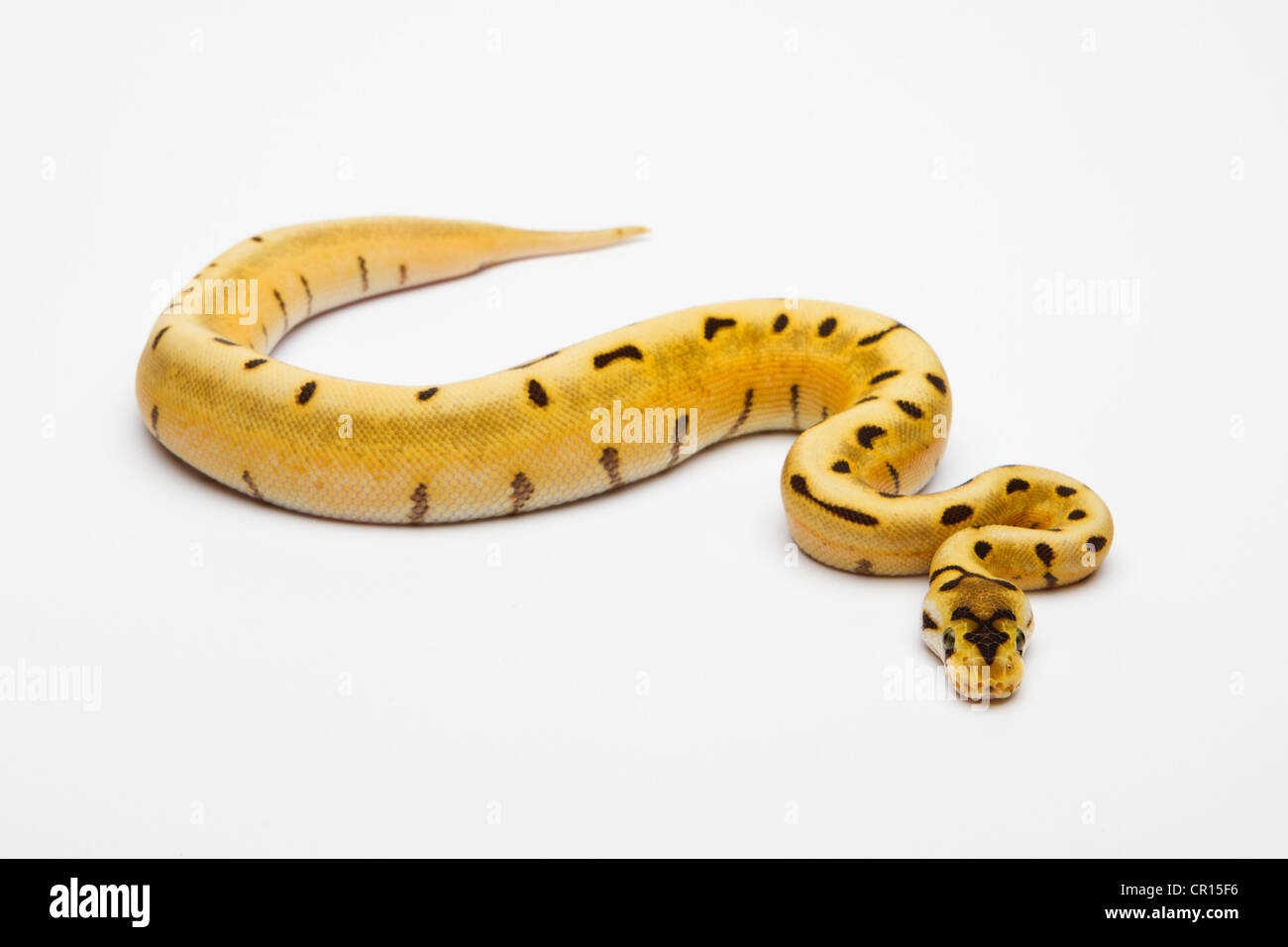 Araignée tigre Ball Python or Royal Python (Python regius), female Banque D'Images