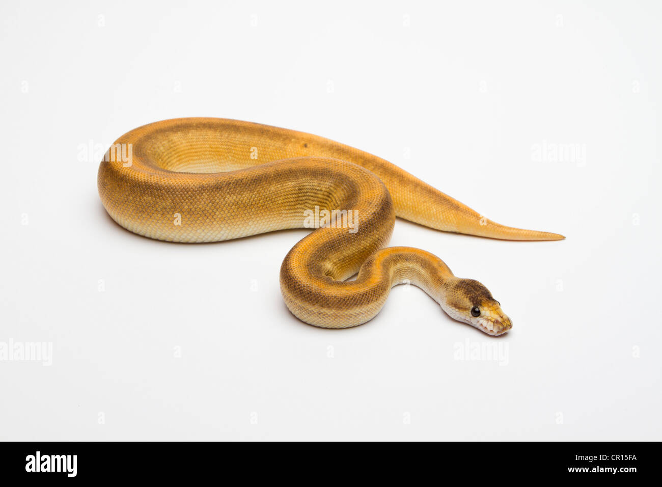 Cannelle Champagne Ball Python or Royal Python (Python regius), female Banque D'Images