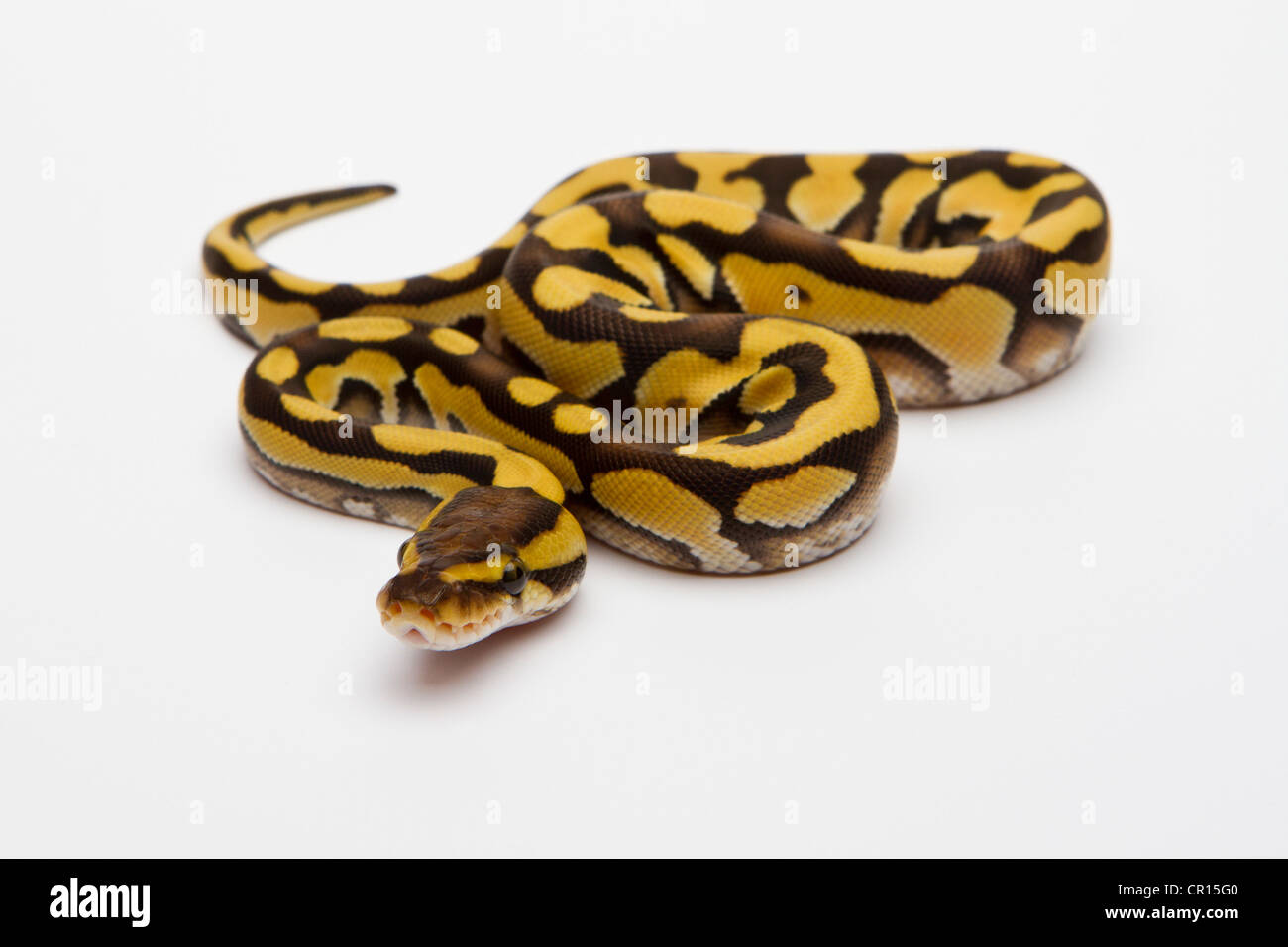 Tiger python Banque de photographies et d’images à haute résolution - Alamy