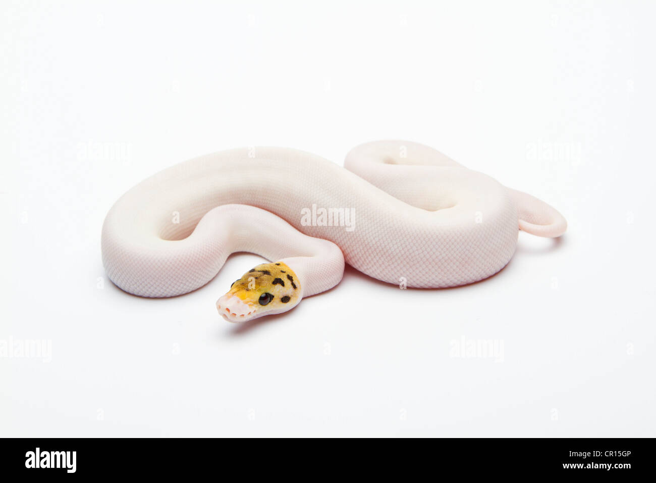 Bumble Bee Piebald Ball Python or Royal Python (Python regius), female Banque D'Images