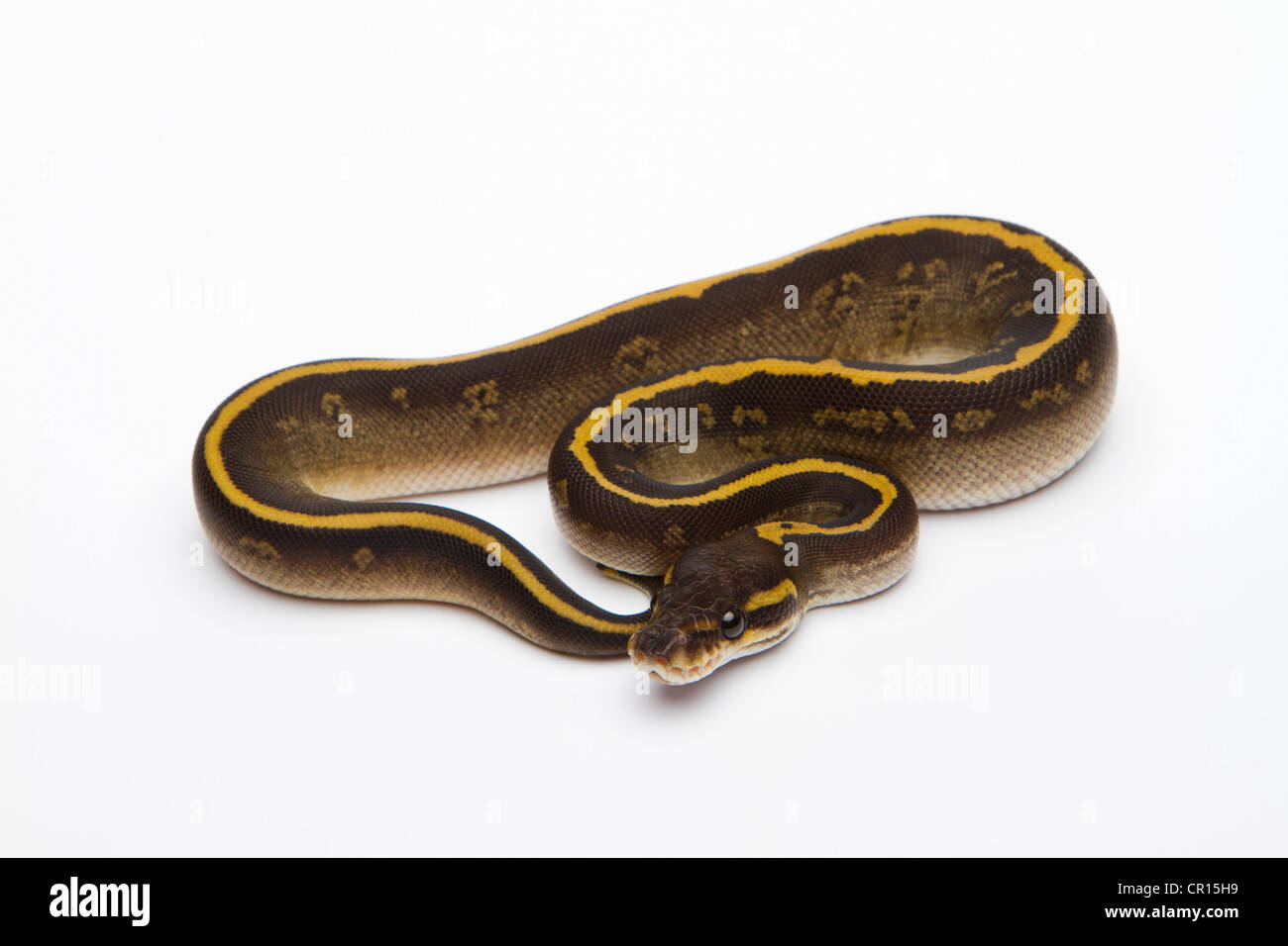 Python de granit Banque de photographies et d’images à haute résolution ...