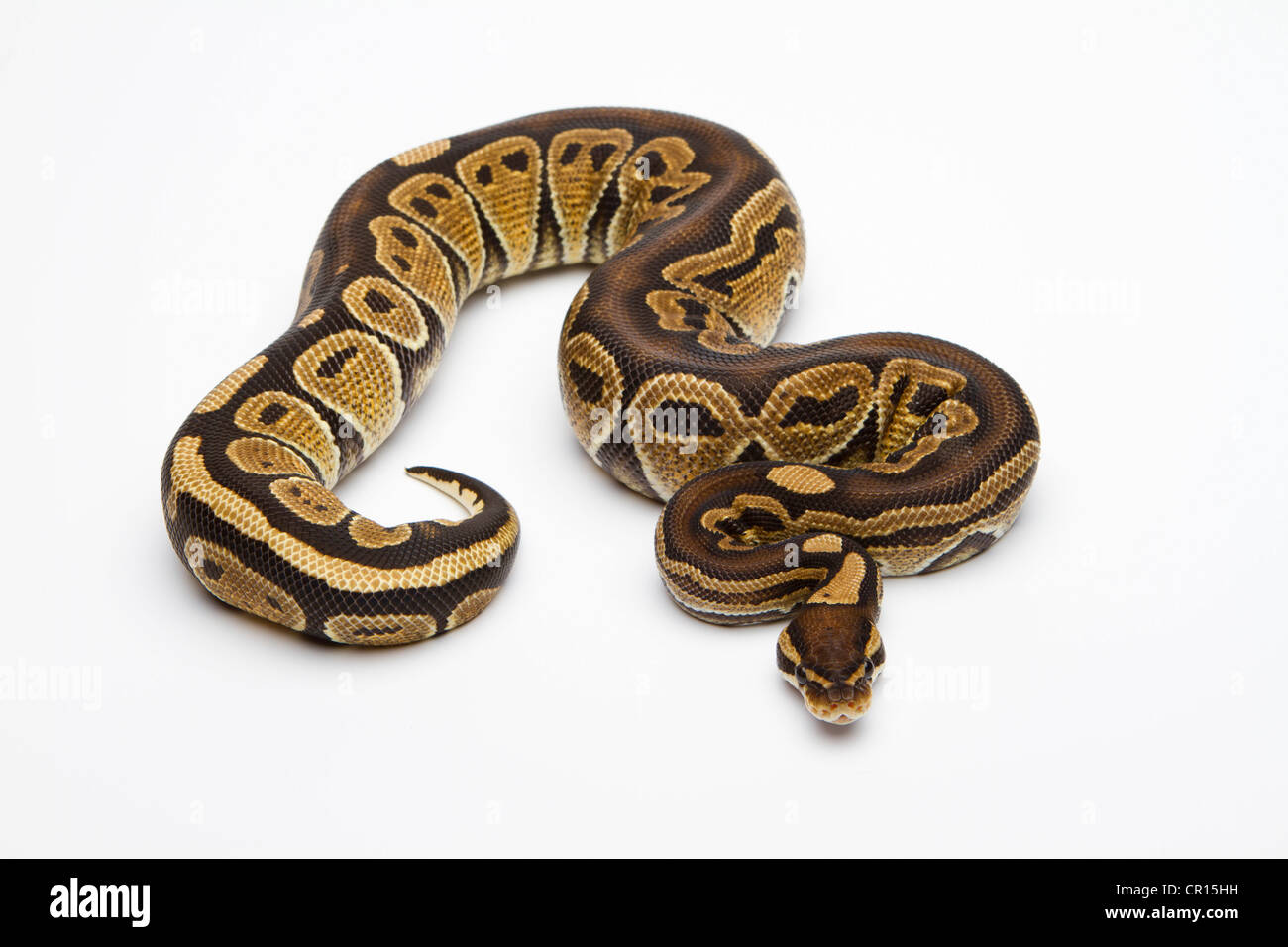 Paradox Super Fire Ball Python or Royal Python (Python regius), male Banque D'Images