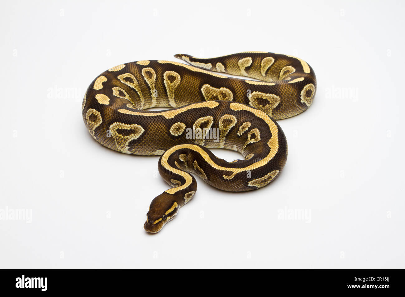 Ventre jaune fantôme Ball Python or Royal Python (Python regius), female Banque D'Images