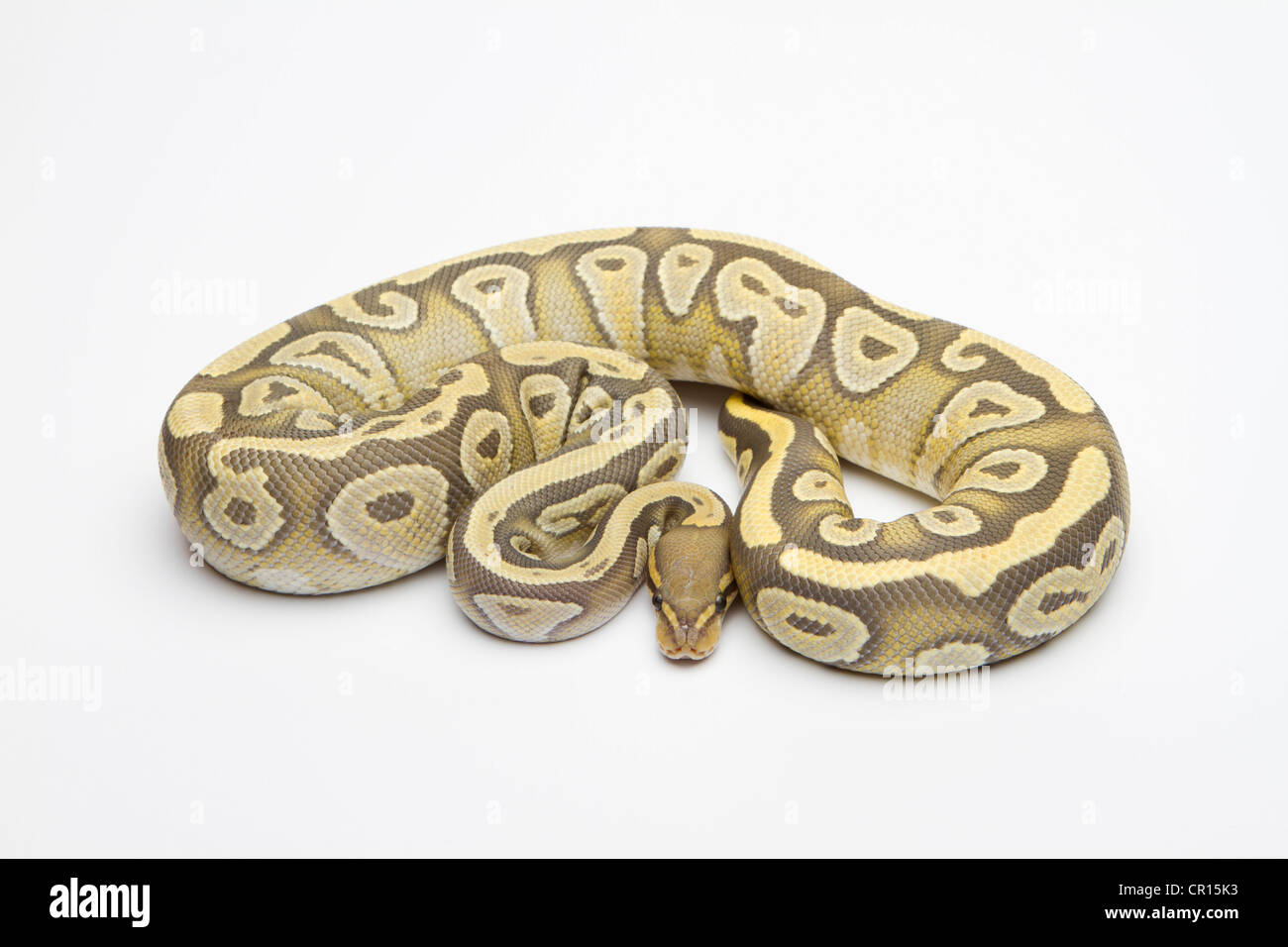 Mojave Hypo Ball Python or Royal Python (Python regius), female Banque D'Images