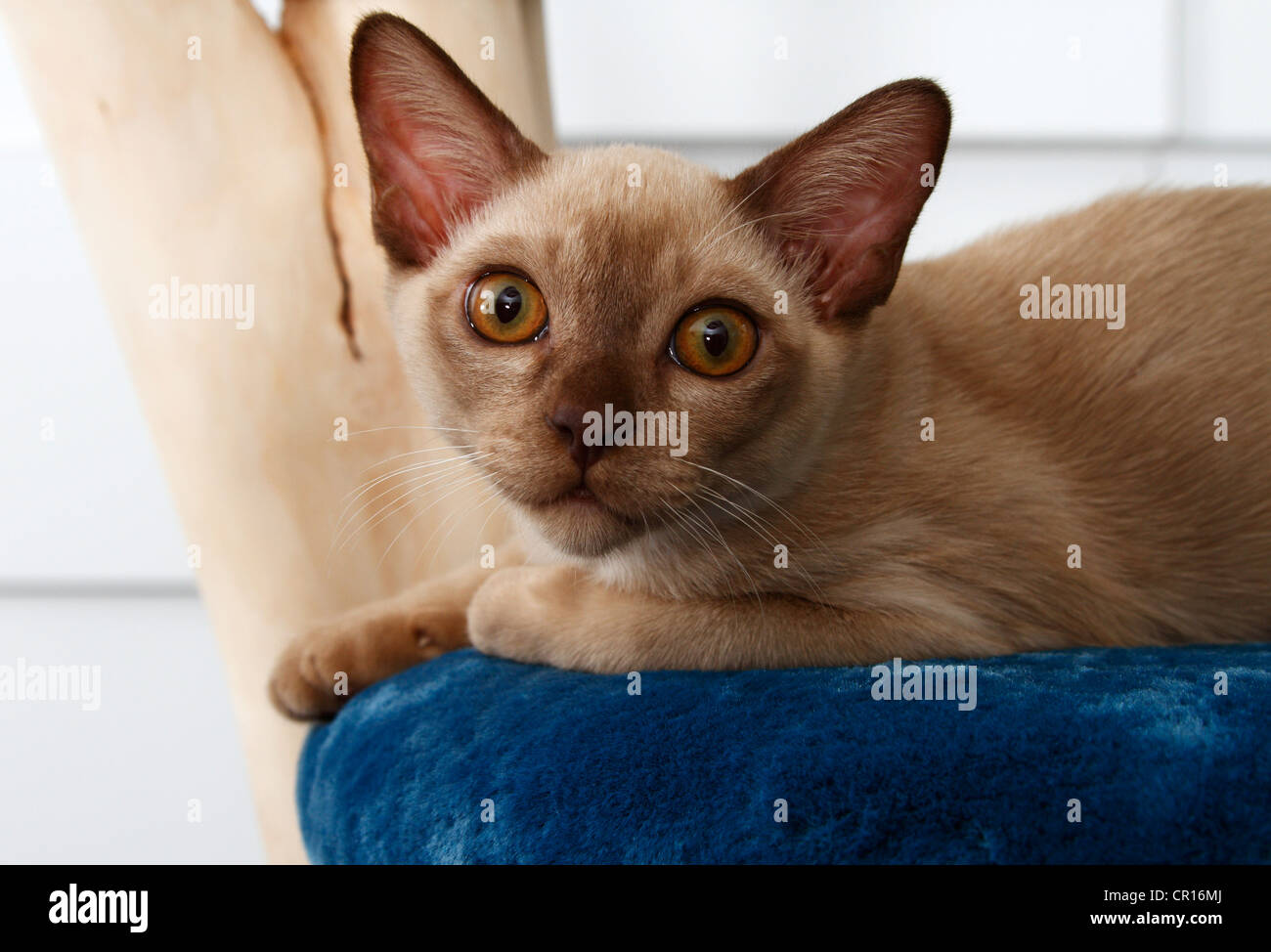 Chat birman sur un poteau de éraflure Banque D'Images