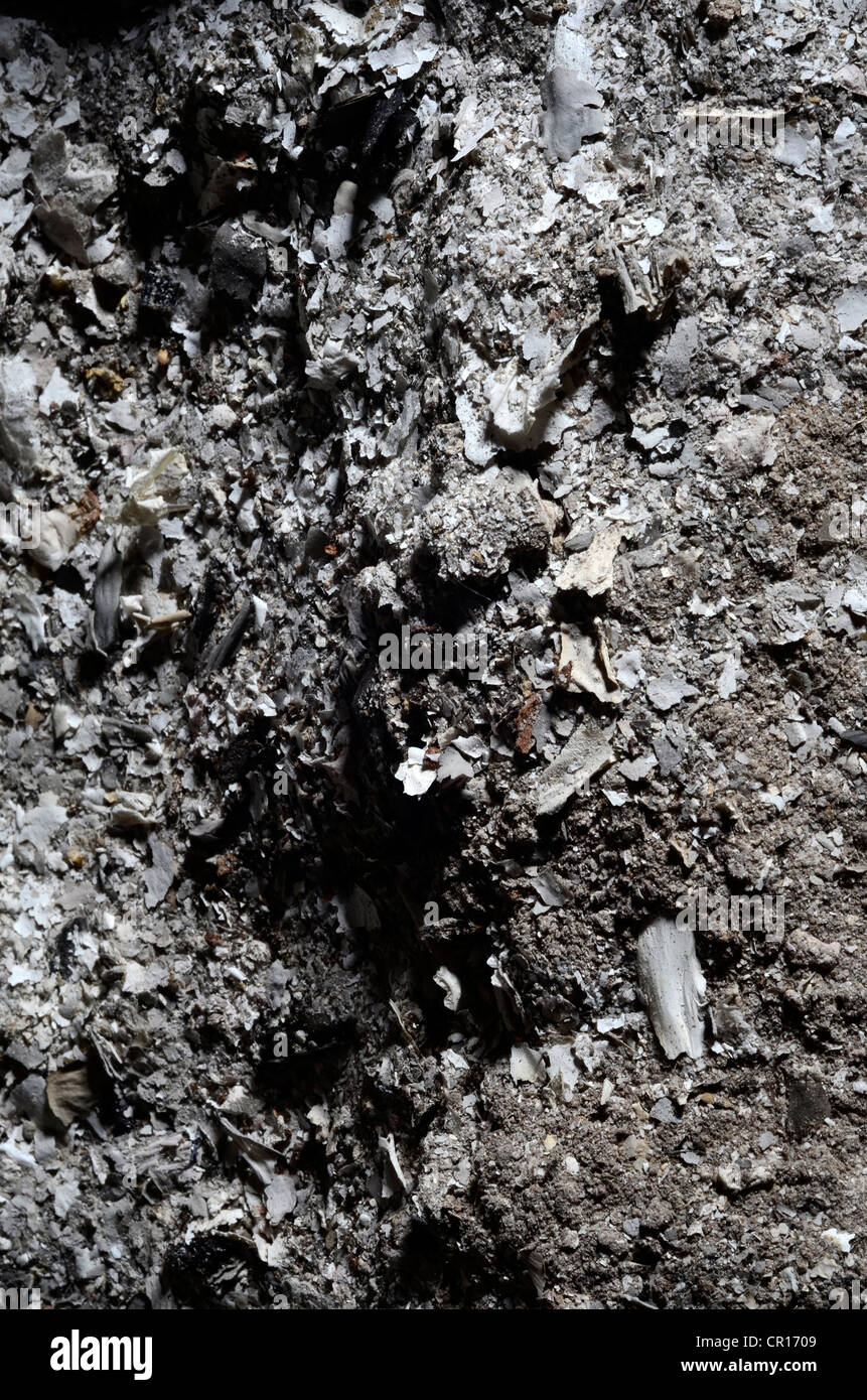 cendre de bois Banque D'Images