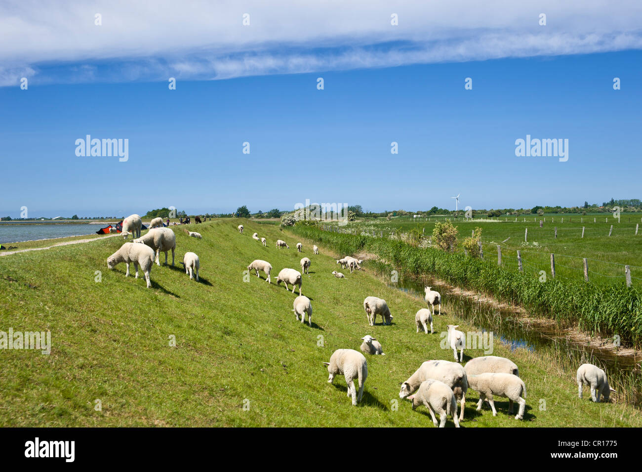 Des moutons paissant sur la digue, d'inondation, l'île de Fehmarn Lemkenhafen, mer Baltique, Schleswig-Holstein, Allemagne, Europe Banque D'Images