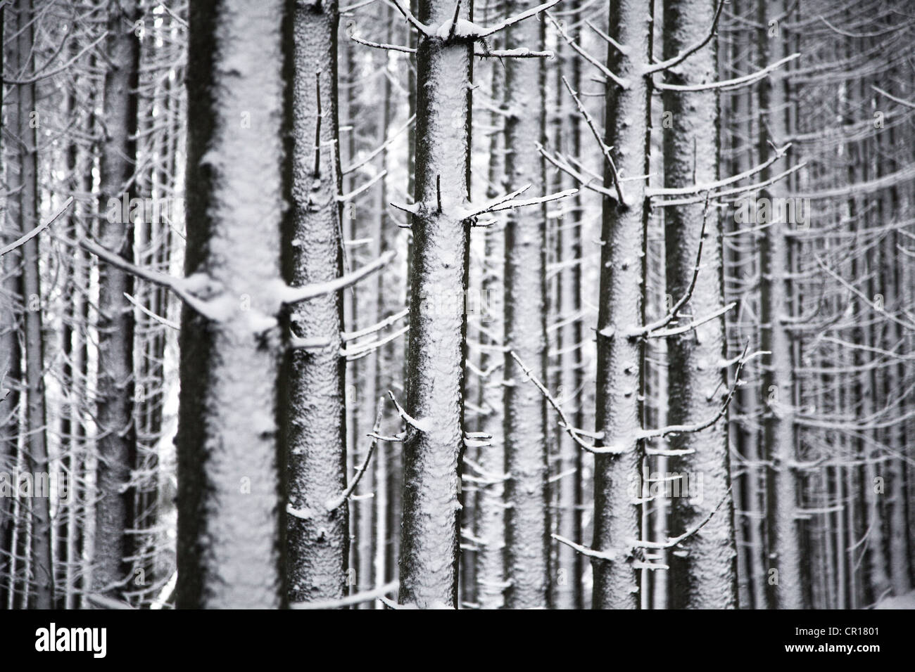 Les épicéas (Picea) en hiver, Forêt-Noire, Bade-Wurtemberg, Allemagne, Europe Banque D'Images