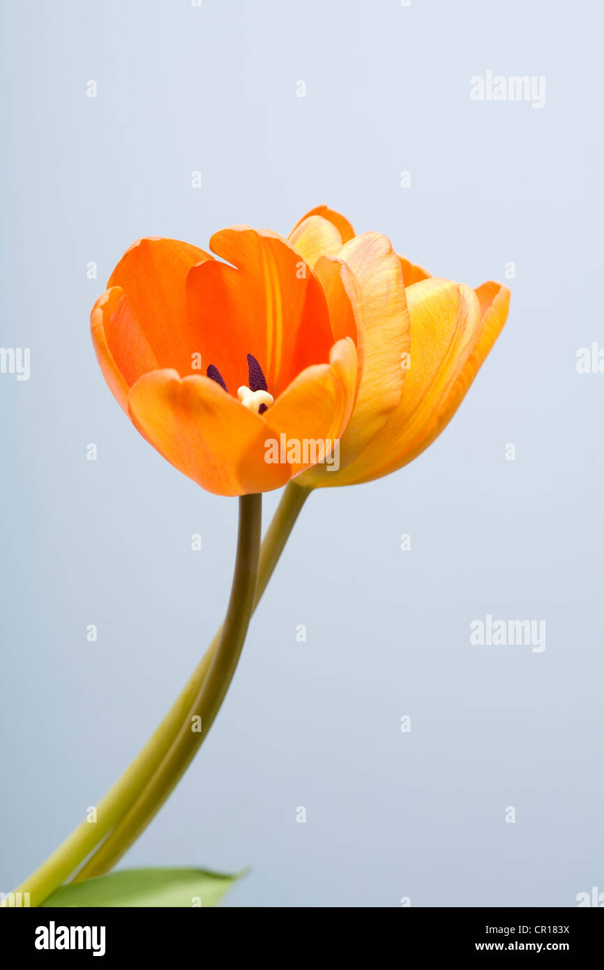 Studio shot of tulips Banque D'Images
