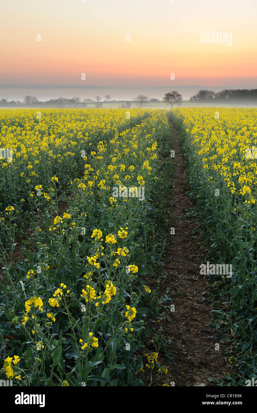 Un colza (Brassica napus) tôt le matin. Les niveaux de Somerset, Royaume-Uni. Banque D'Images