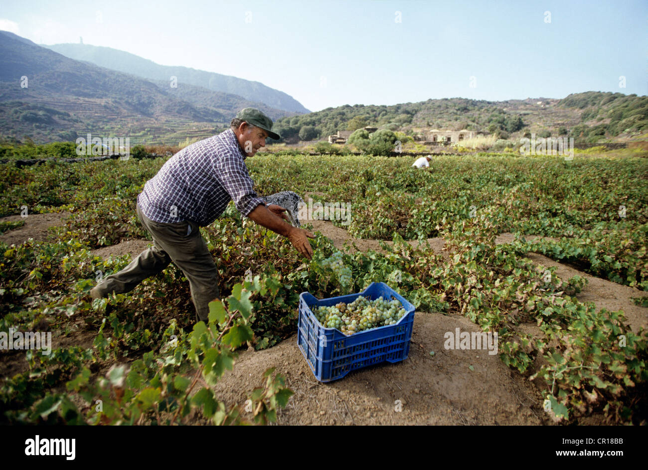 Italie, Sicile, Pantelleria, vin de l'agriculture à la domaine viticole de  Bartoli Photo Stock - Alamy