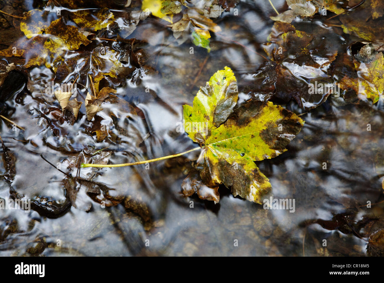 Feuilles d'érable (Aceraceae) reposant sur des pierres dans un ruisseau de Wutachschlucht ravin dans la Forêt-Noire, Bade-Wurtemberg Banque D'Images