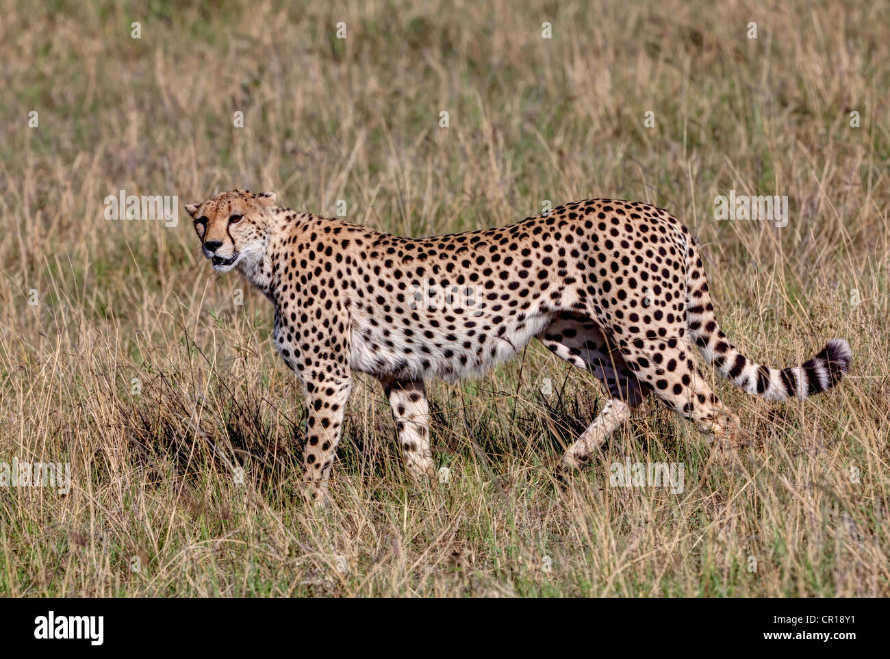 Le Guépard (Acinonyx jubatus), Masai Mara National Reserve, Kenya, Afrique de l'Est, Afrique, PublicGround Banque D'Images