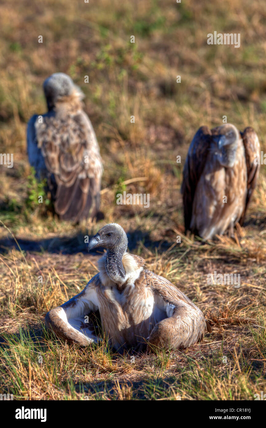 Les vautours à dos blanc (Gyps africanus), Masai Mara National Reserve, Kenya, Afrique de l'Est, Afrique, PublicGround Banque D'Images