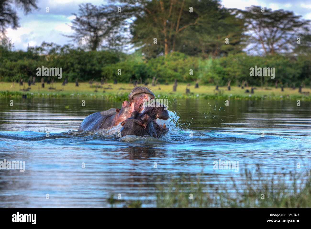 Hippopotame (Hippopotamus amphibius), le lac Naivasha, Kenya, Afrique de l'Est, Afrique, PublicGround Banque D'Images