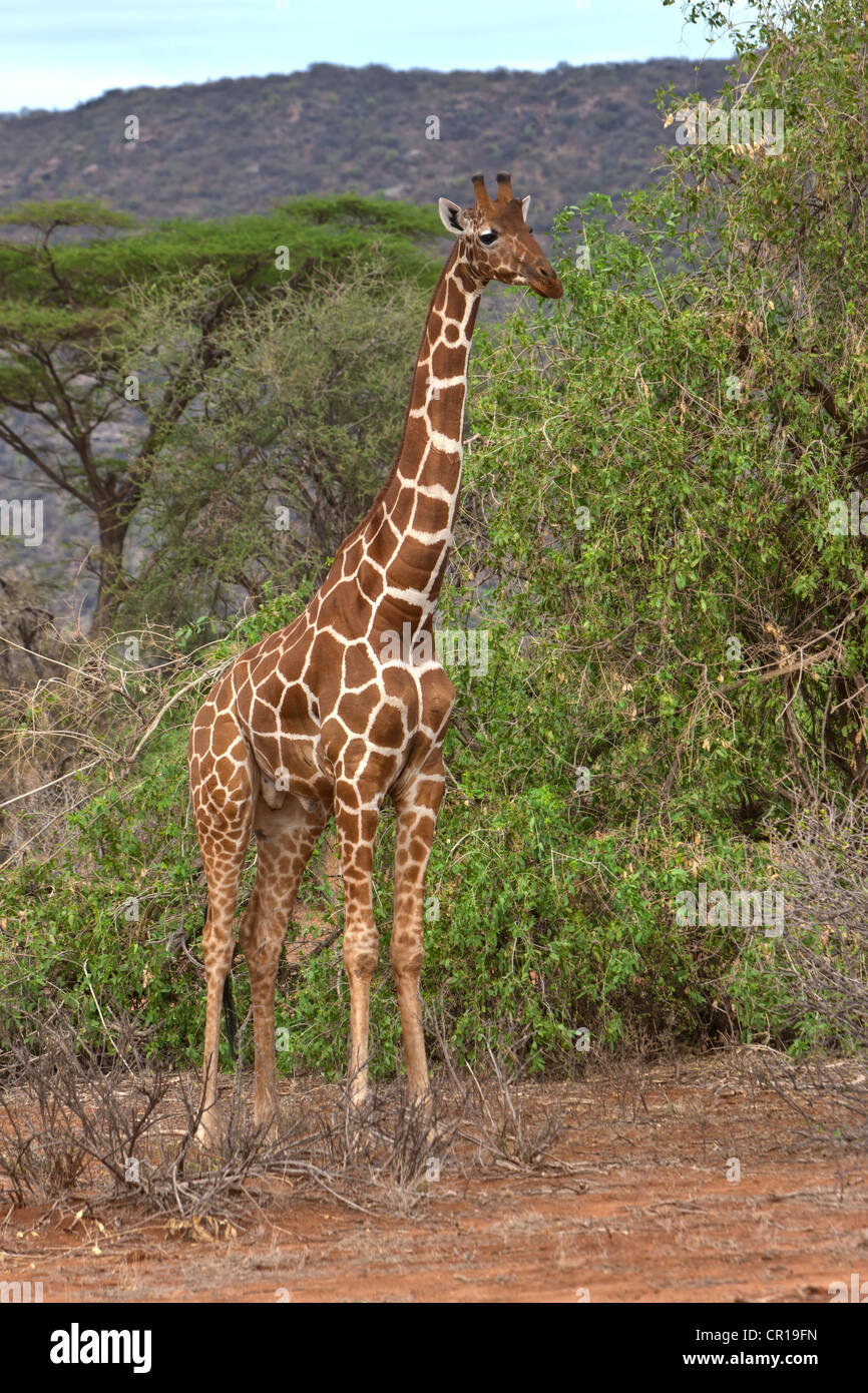 Giraffe réticulée (Giraffa camelopardalis reticulata), Samburu National Reserve, Kenya, Afrique de l'Est, PublicGround Banque D'Images