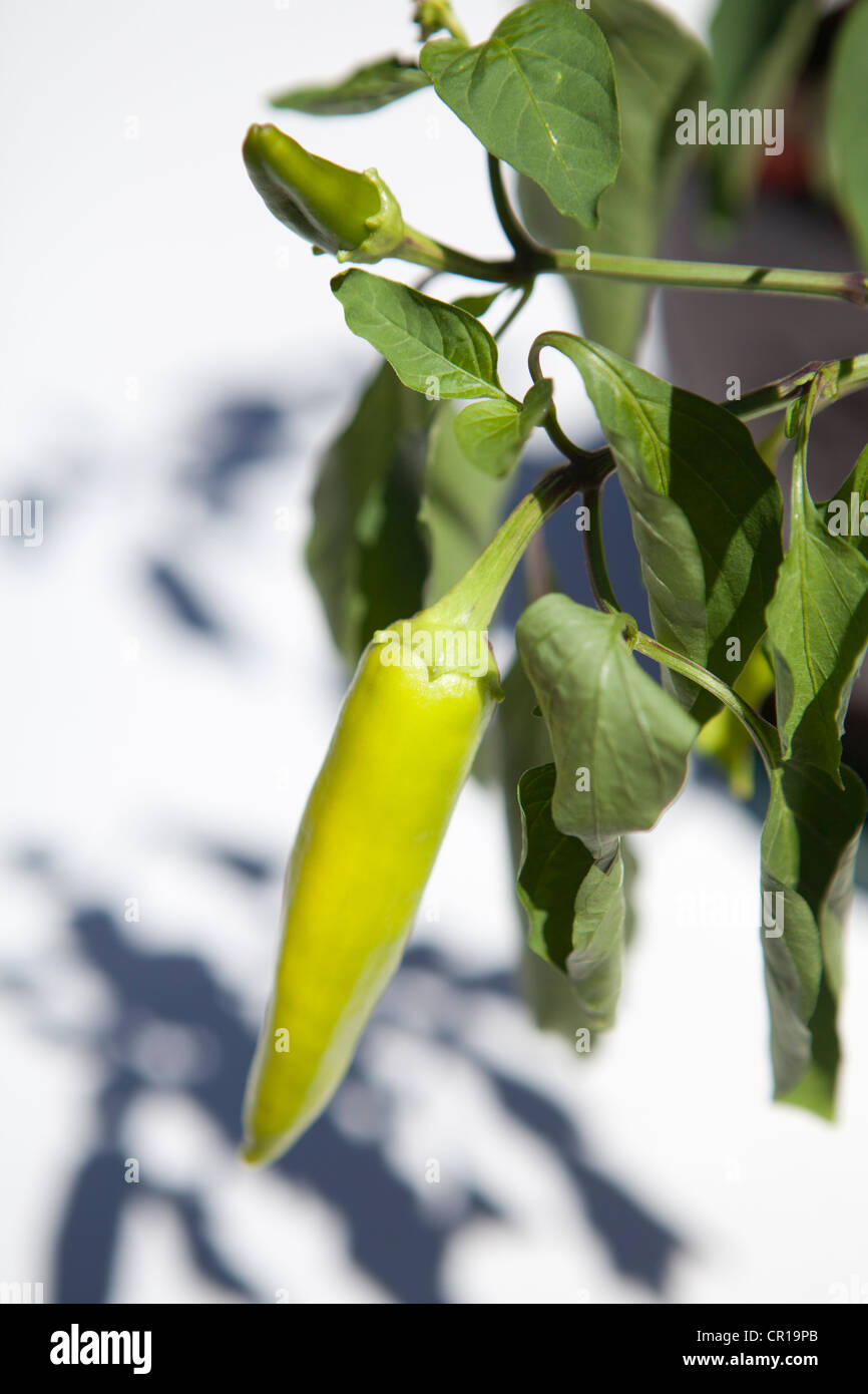 Piment vert lime plant. Banque D'Images