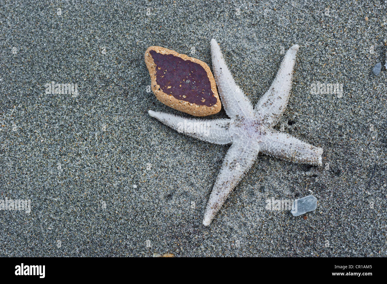 Étoile de mer morte avec la moitié d'une jambe coupée sur une plage Banque D'Images