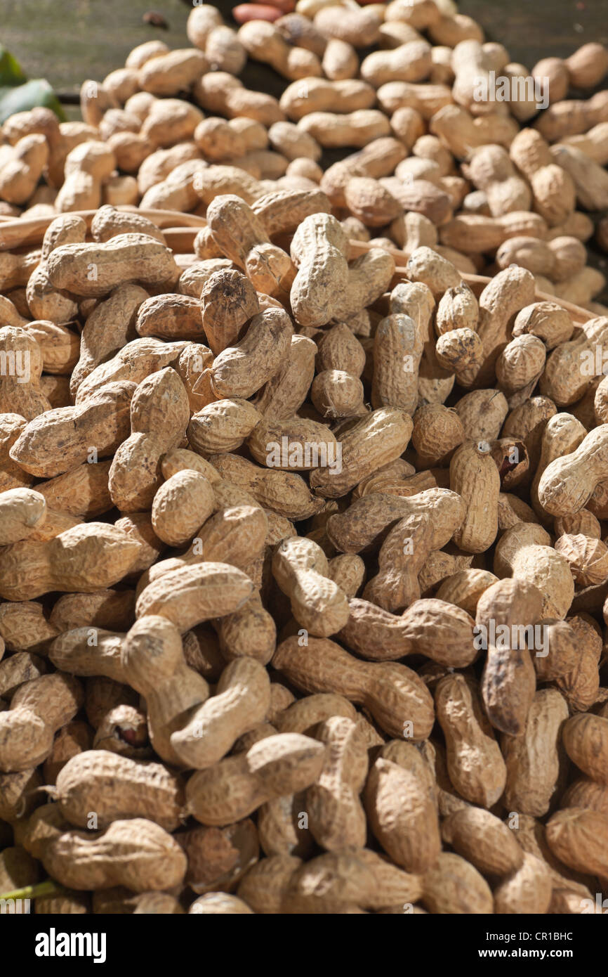 L'arachide (Arachis hypogaea) Banque D'Images