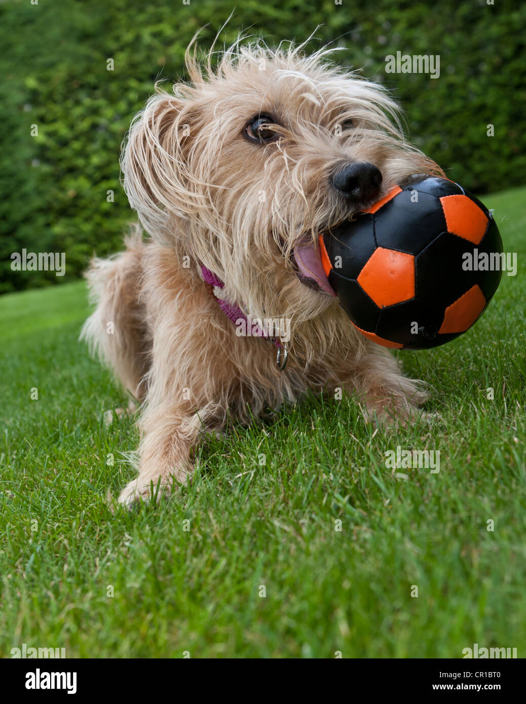 Kromfohrlaender et terrier irlandais jouant avec une balle Banque D'Images