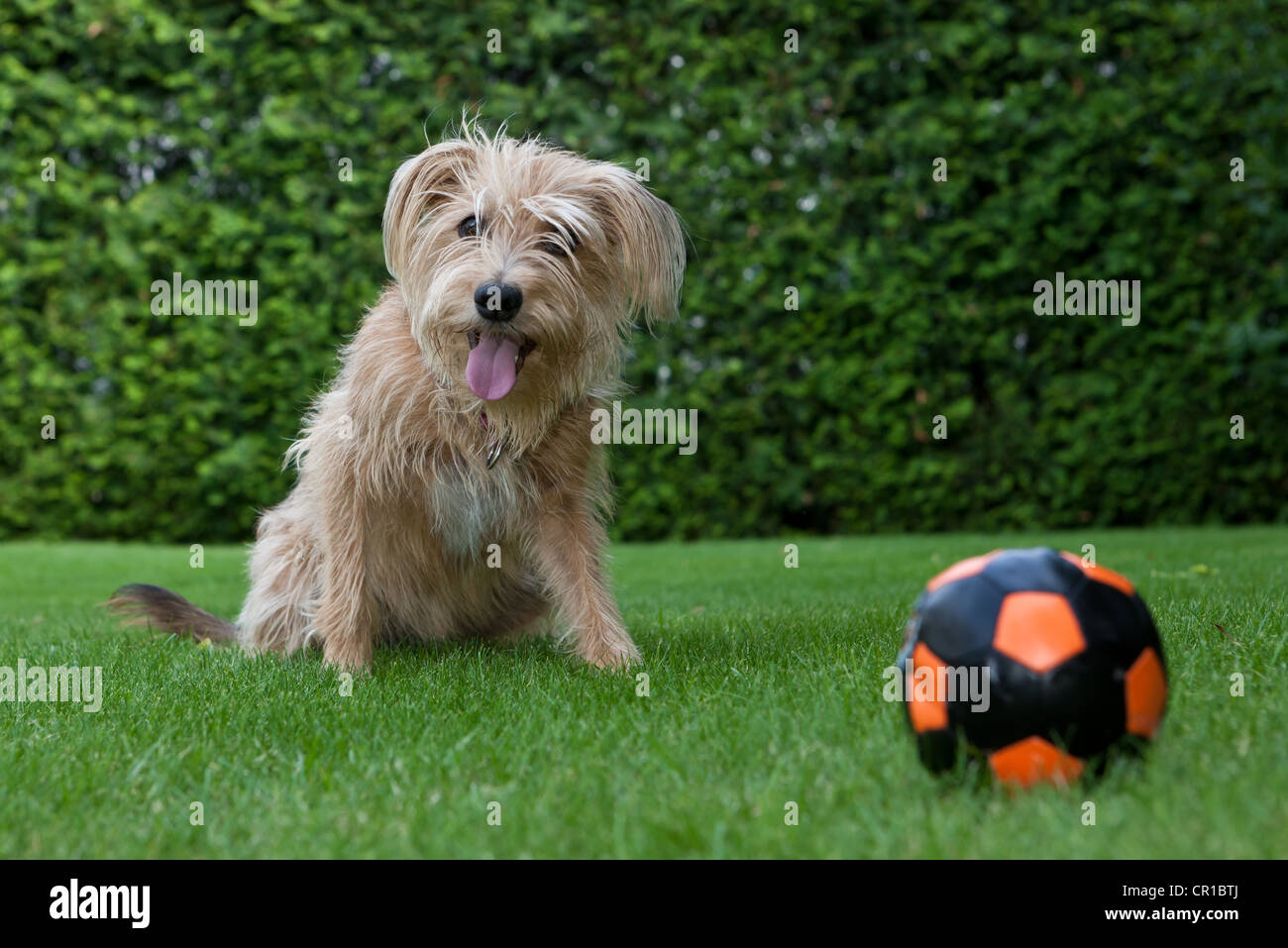 Kromfohrlaender et terrier irlandais chien hybride avec attente assis à côté d'une balle Banque D'Images
