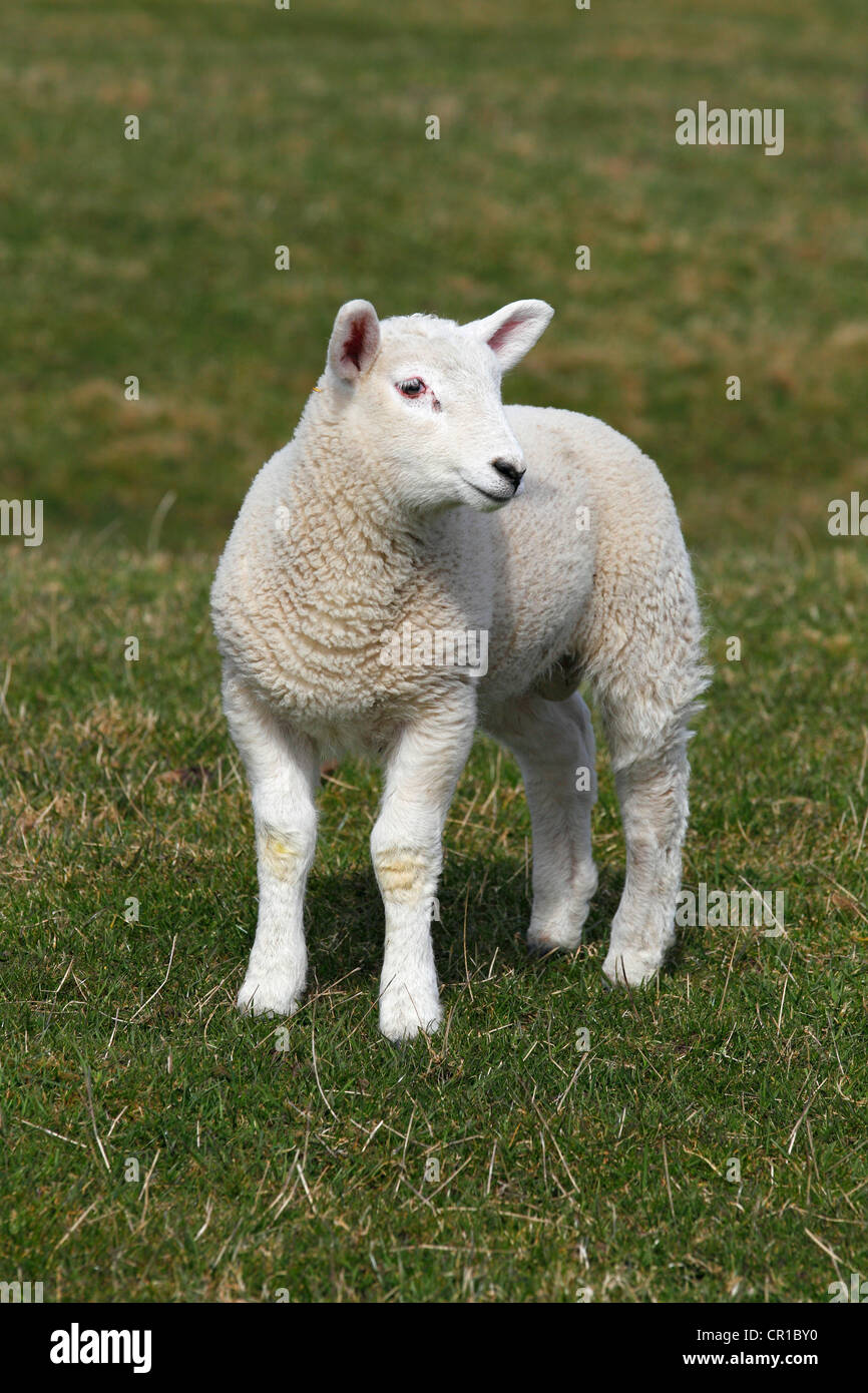 Agneau de Pâques, l'agneau, mouton domestique (Ovis ammon f. Aries), Schleswig-Holstein, Allemagne, Europe Banque D'Images