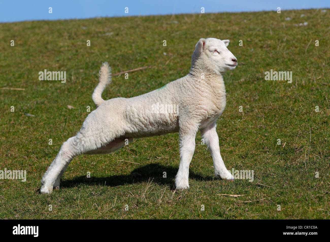 S'étendant de l'agneau après le lever, Pâques agneau, mouton domestique (Ovis ammon f. Aries) sur une digue, Schleswig-Holstein Banque D'Images