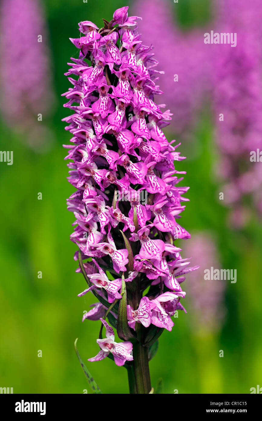 La floraison des orchidées marécageuse du sud ou Leopard Marsh Orchid (Dactylorhiza praetermissa var. junialis) Banque D'Images